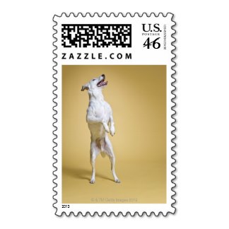 Legs Stamp- USA Label